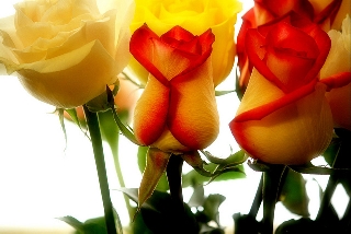 Rose immerse nella luce
