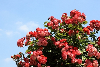 Rose rosse a grappoli