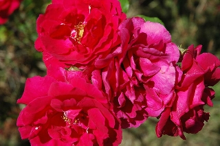Rose rosse che si toccano