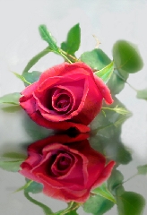 Rose rosse una sopra una sotto