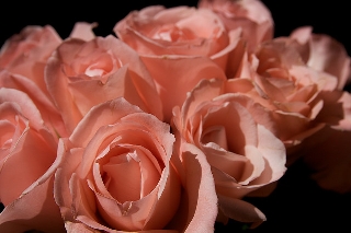Scia di rose rosa nel buio