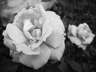 Splendide rose fotografate in bianco e nero