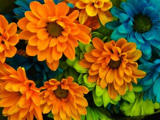 Stupenda composizione di fiori blu arancioni e verdi