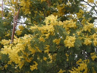 Stupende mimose appena fiorite