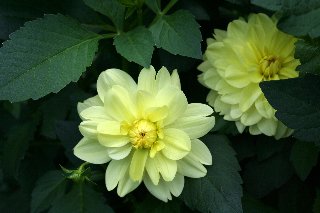 Stupendi fiori gialli con tanti petali