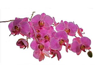 Tante orchidee rosa affiancate