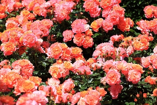 Tante rose nel prato
