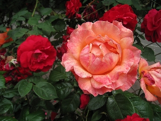 Tante rose rosse con poche rose rosa