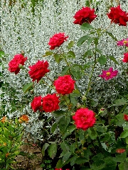 Tante rose rosse nel campo