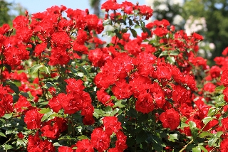 Tantissime rose rosse vicine nel giardino