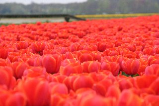 Trama di tulipani rossi