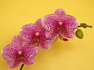 Tre orchidee che mettono allegria