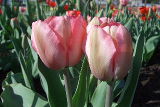 Tulipani bianco rosa e sullo sfondo rossi