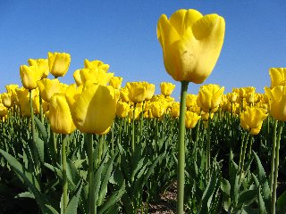 Tulipani gialli ripresi dal basso