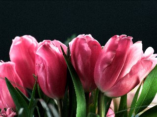 Tulipani rosa in sfondo nero