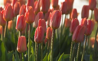 Tulipani rossi immersi in splendida luce solare