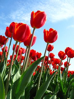 Tulipani rossi in verticale dal basso