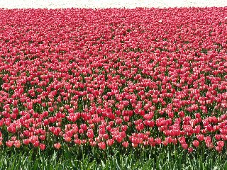 Tulipani rossi tappezzano un campo bellissimo