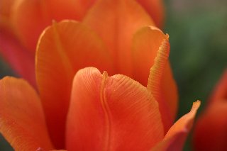 Tulipano arancione da vicino