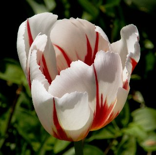 Tulipano bellissimo bianco e a tratti rosso