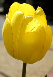 Tulipano giallo che sembra emettere luce