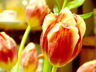 Tulipano ravvicinato e altri sullo sfondo