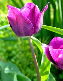 Tulipano viola tra rigogliose foglie verdi