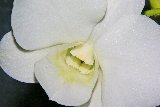 magnifica orchidea bianca