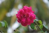 magnifica rosa rossa