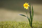 magnifico fiorellino giallo solitario
