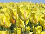 meravigliosi tulipani gialli in una giornata assolata