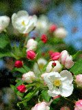 misto di bellissimi fiori