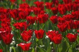 moltitudine di tulipani rossi nel prato