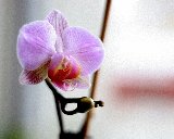 orchidea alla finestra