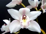 orchidea bianca tra altre orchidee bianche