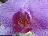 orchidea violacea in bella mostra