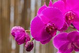 orchidee color porpora acceso
