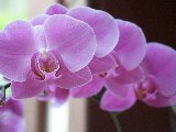 orchidee rosa che incantano con la loro bellezza