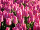 prato con tantissimi tulipani rosa
