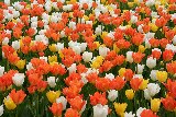 prato con tulipani gialli bianchi e arancioni