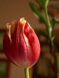 primo piano a tulipano rosso con venature gialle