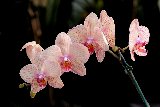 ramo di orchidee screziate