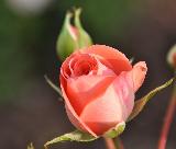 rosa ben chiusa tra i suoi petali