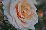 rosa bianca con riflessi gialli