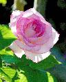 rosa bianca con riflessi violacei