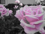 rosa bianca con tocchi viola