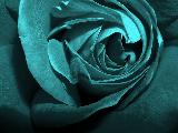 rosa con sfumature di grigio