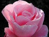 rosa dai petali meravigliosi color rosa