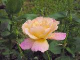 rosa gialla e rosa