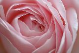 rosa rosa candida